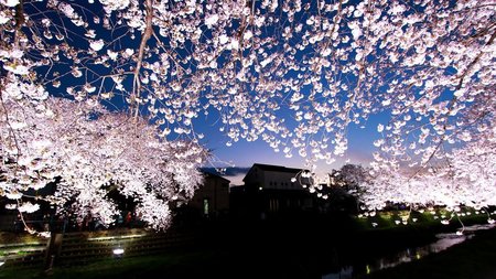 野川の桜.jpg